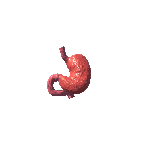 stomach dissection animation